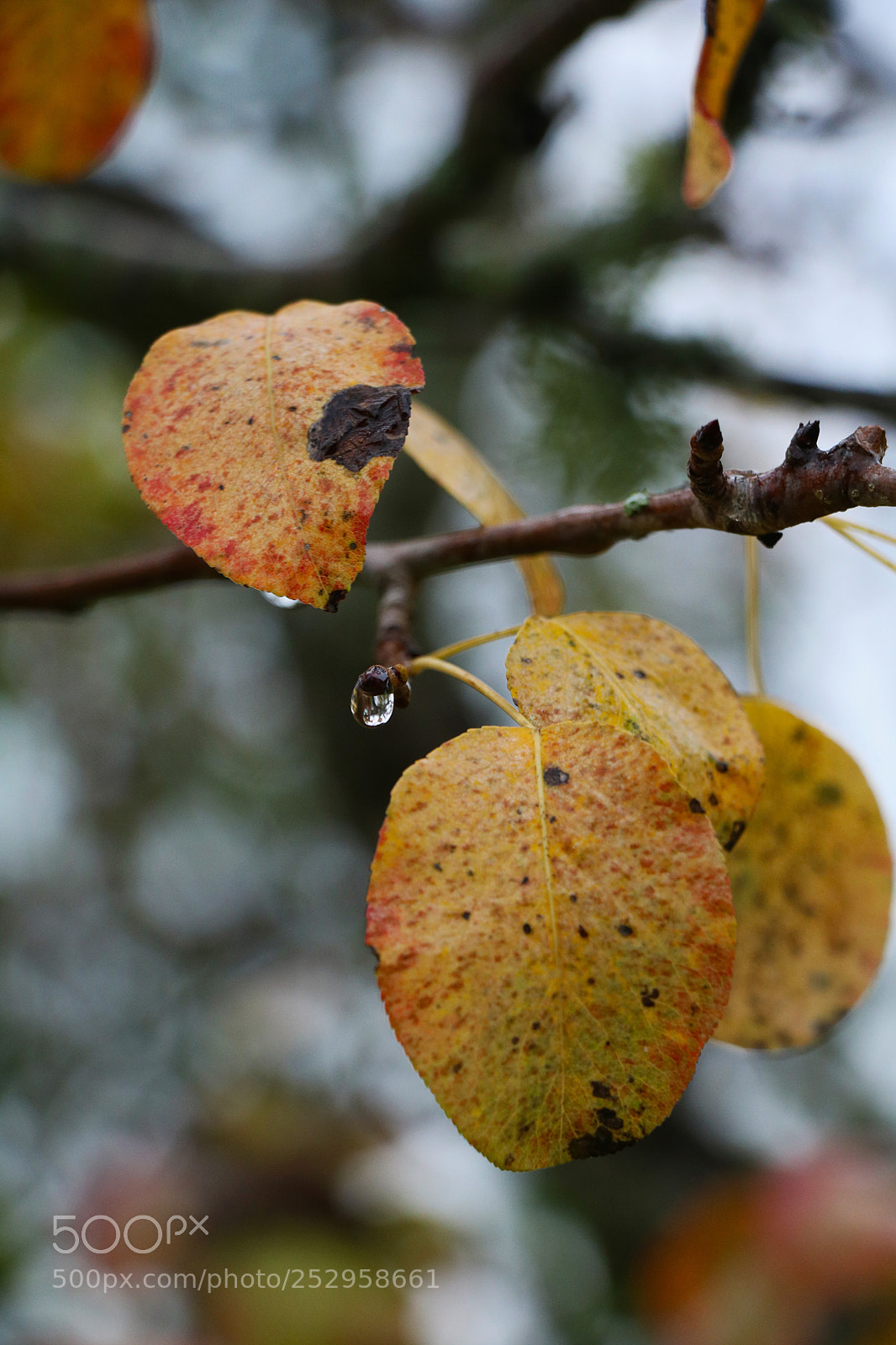 Canon EOS 760D (EOS Rebel T6s / EOS 8000D) sample photo. Thank you for the photography