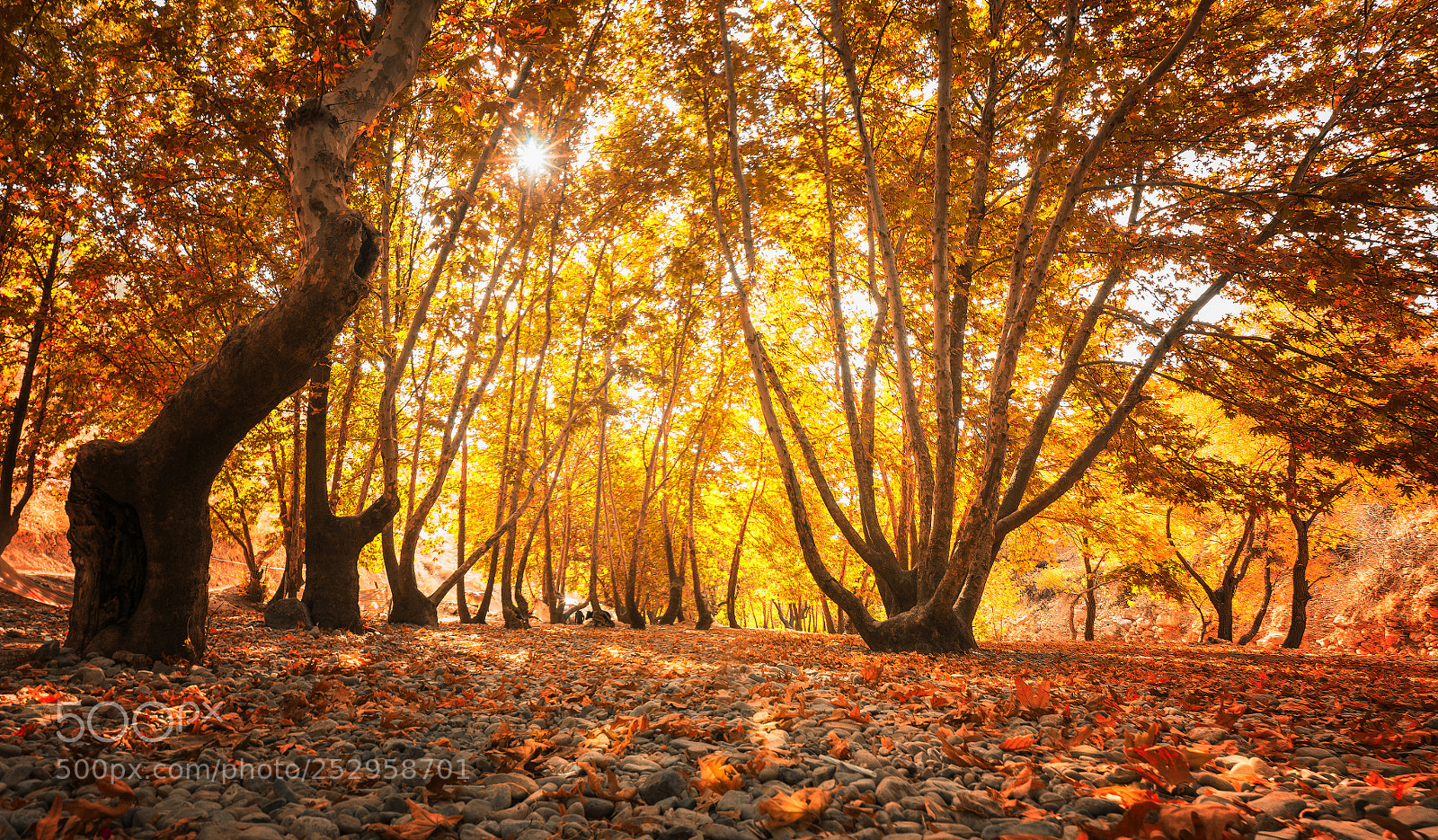 Sony a7 sample photo. Morning fall ii photography
