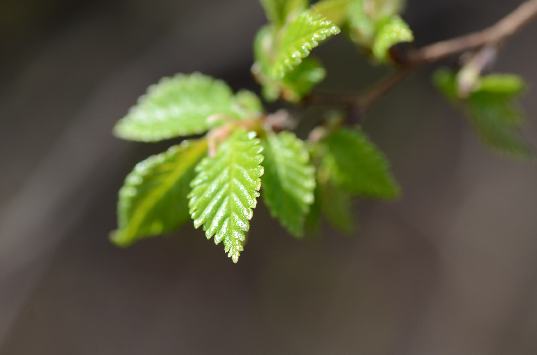 Nikon D7000 + Tamron SP 90mm F2.8 Di VC USD 1:1 Macro sample photo. Young leaves photography