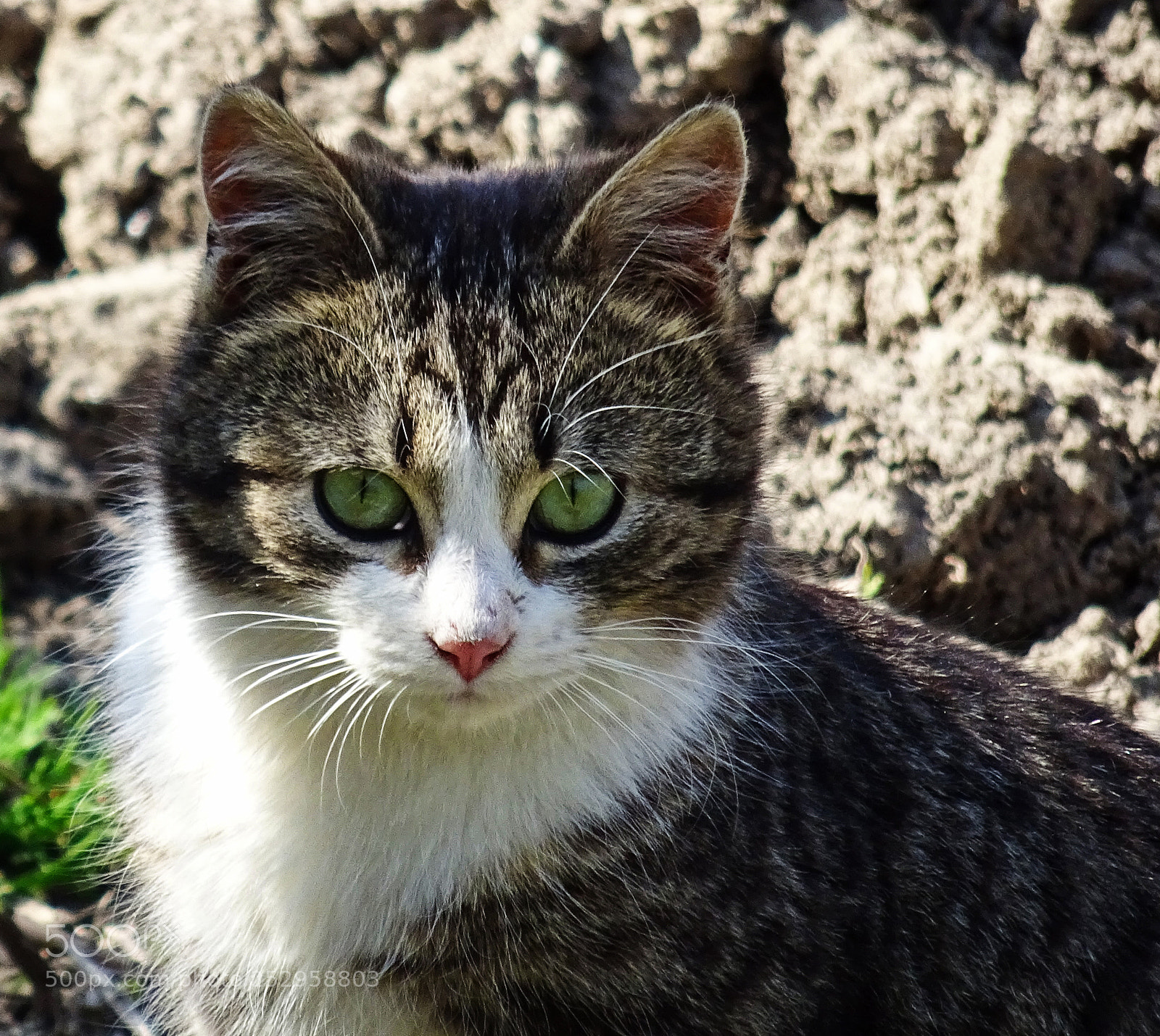 Sony DSC-HX60 sample photo. Tom, the curious kitten photography