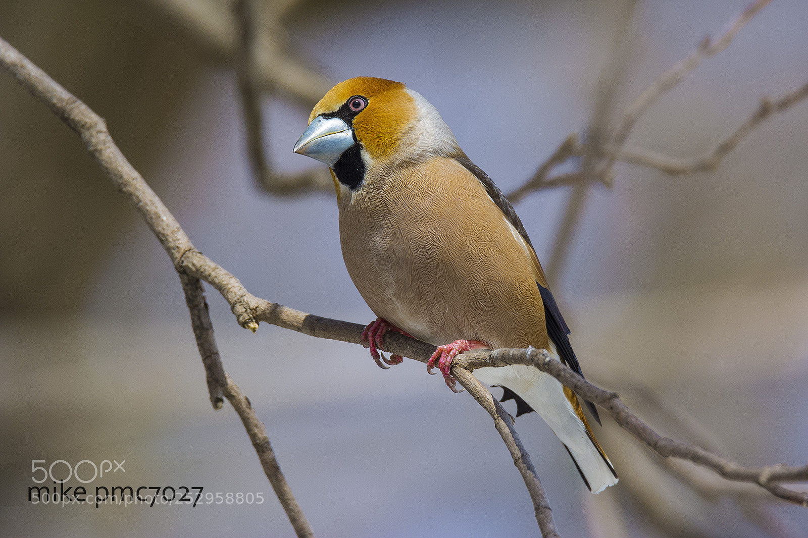 Nikon D7100 sample photo. The hawfinch (male) photography