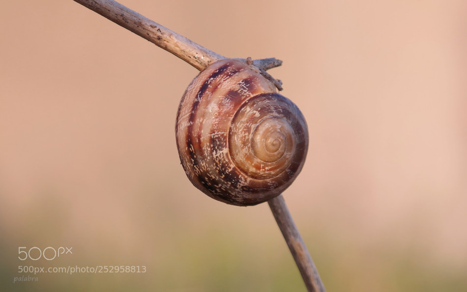 Samsung NX30 sample photo. ... photography