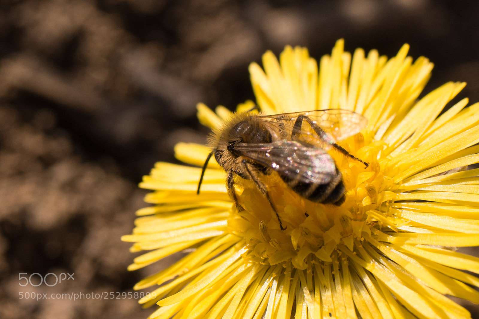 Canon EOS 1200D (EOS Rebel T5 / EOS Kiss X70 / EOS Hi) sample photo. A coltsfoot photography