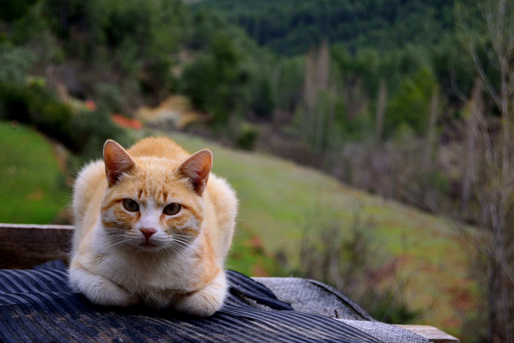Nikon D3300 sample photo. El gato en la alcantarilla de abajo photography