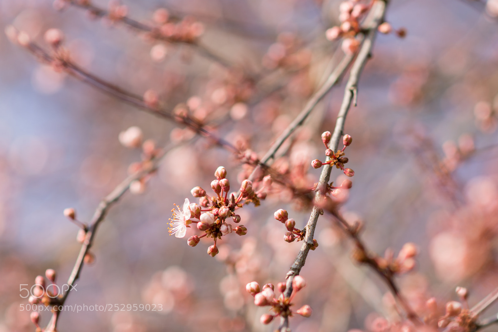 Nikon D7200 sample photo. Impressions of spring photography