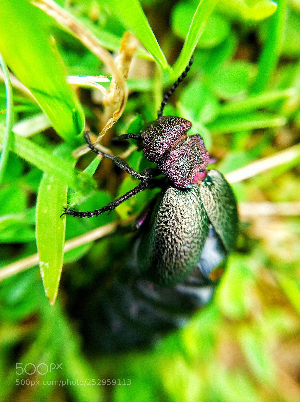 Xiaomi Mi Note 3 sample photo. Beetle photography