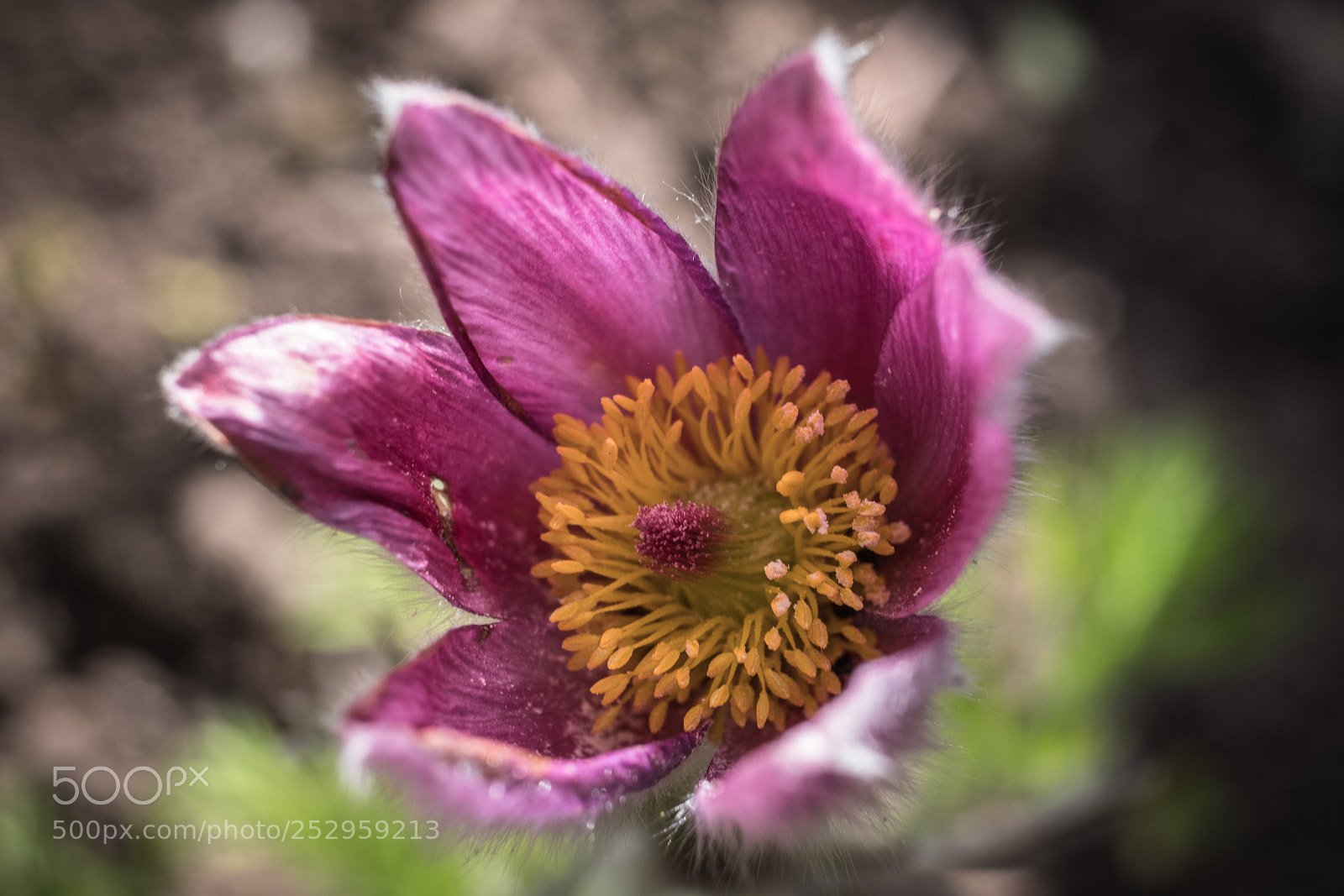 Fujifilm X-Pro2 sample photo. Pulsatilla photography