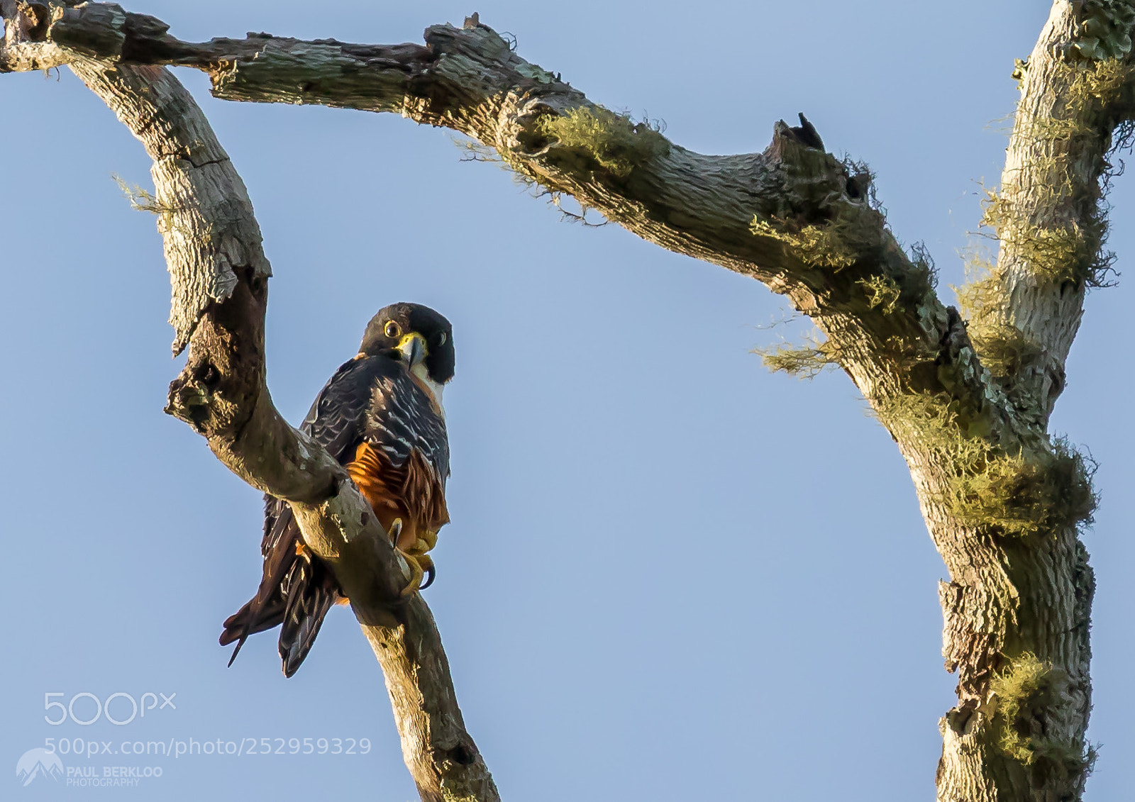 Canon EOS 5D Mark IV sample photo. Orange breasted falcon photography