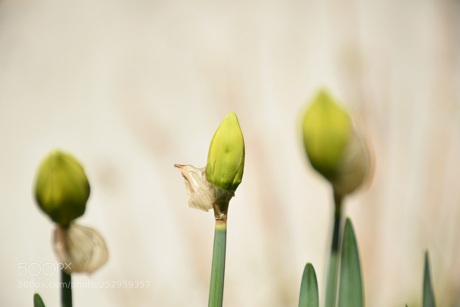 Nikon D5300 sample photo. Untitled photography