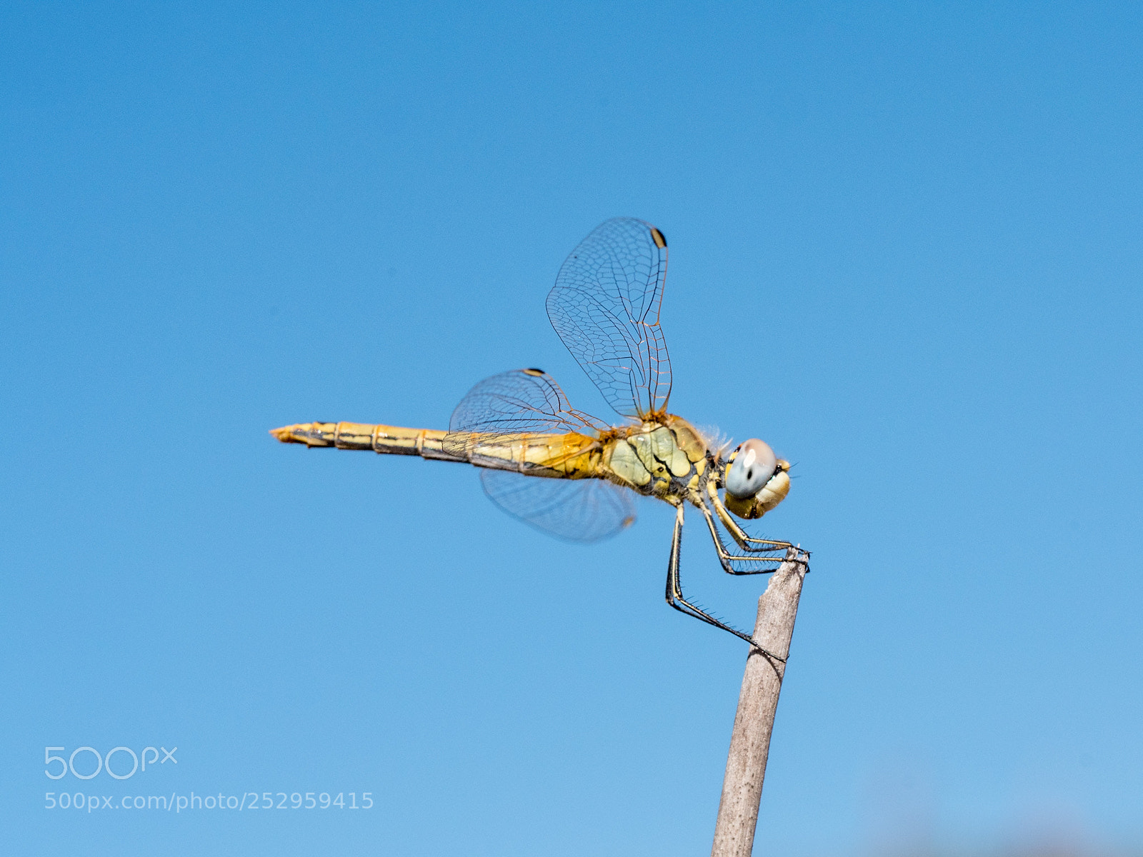 Panasonic Lumix DMC-GX8 sample photo. Dragonfly photography