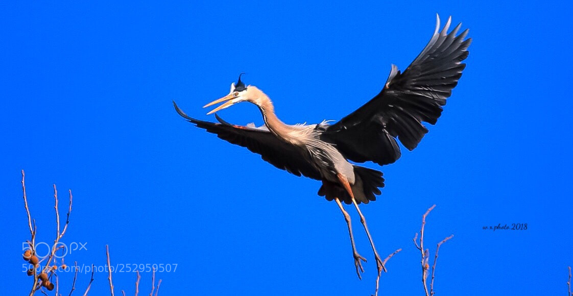 Canon EOS-1Ds Mark III sample photo. Great blue heron photography