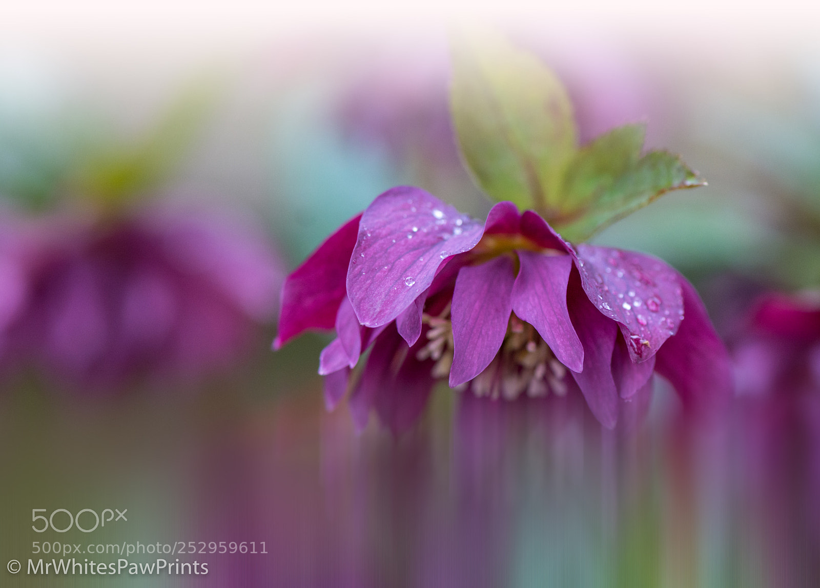 Nikon D7100 sample photo. Hellebore redesigned photography