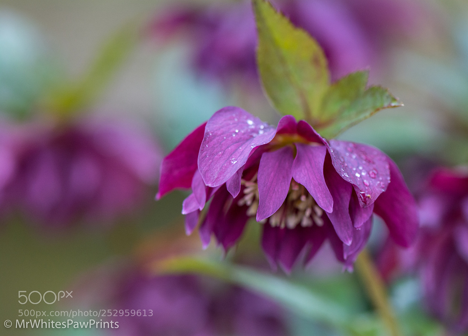 Nikon D7100 sample photo. Hellebore heaven photography