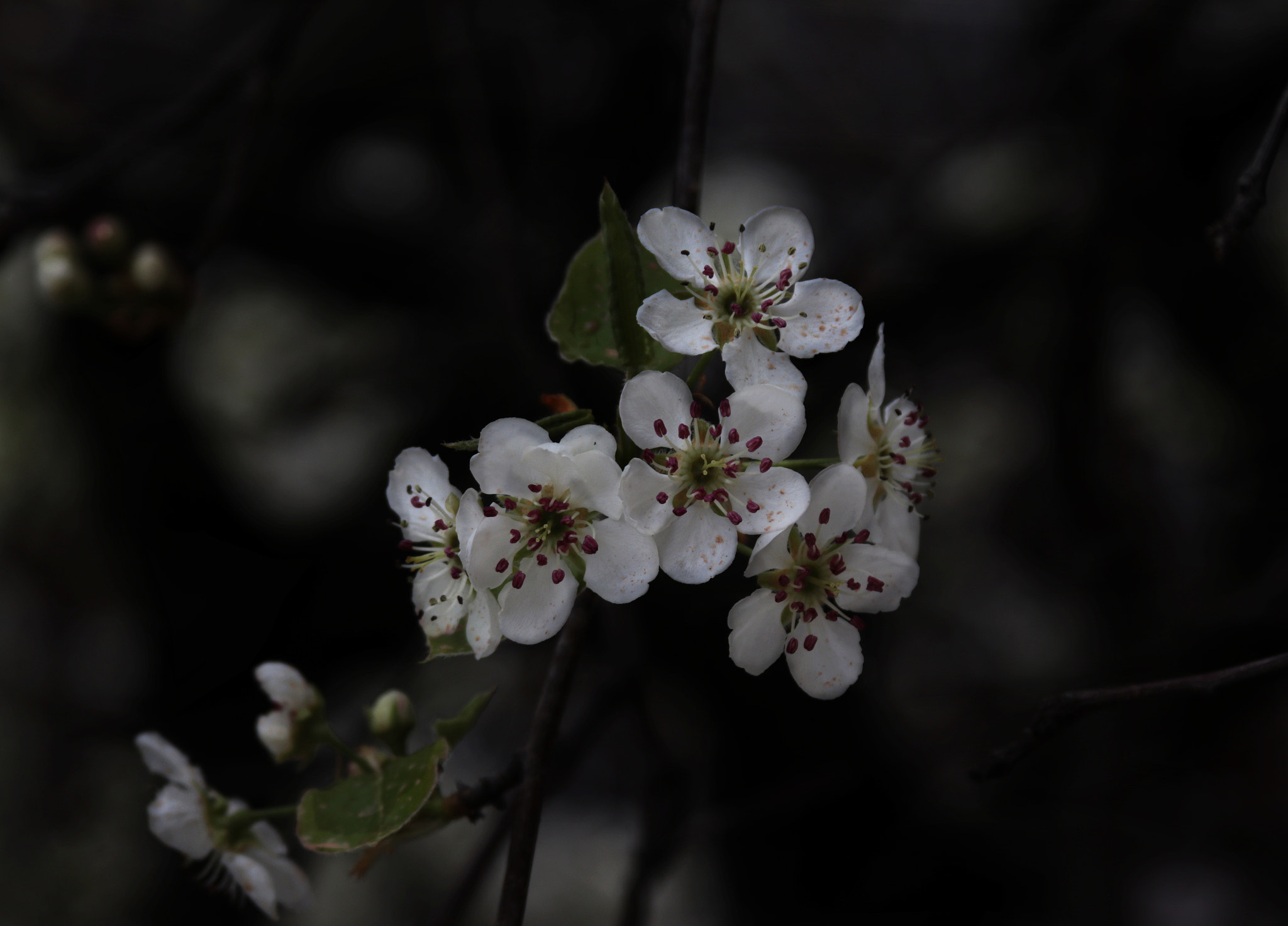 Canon EOS 80D + Canon EF 28-135mm F3.5-5.6 IS USM sample photo. Pear flower photography