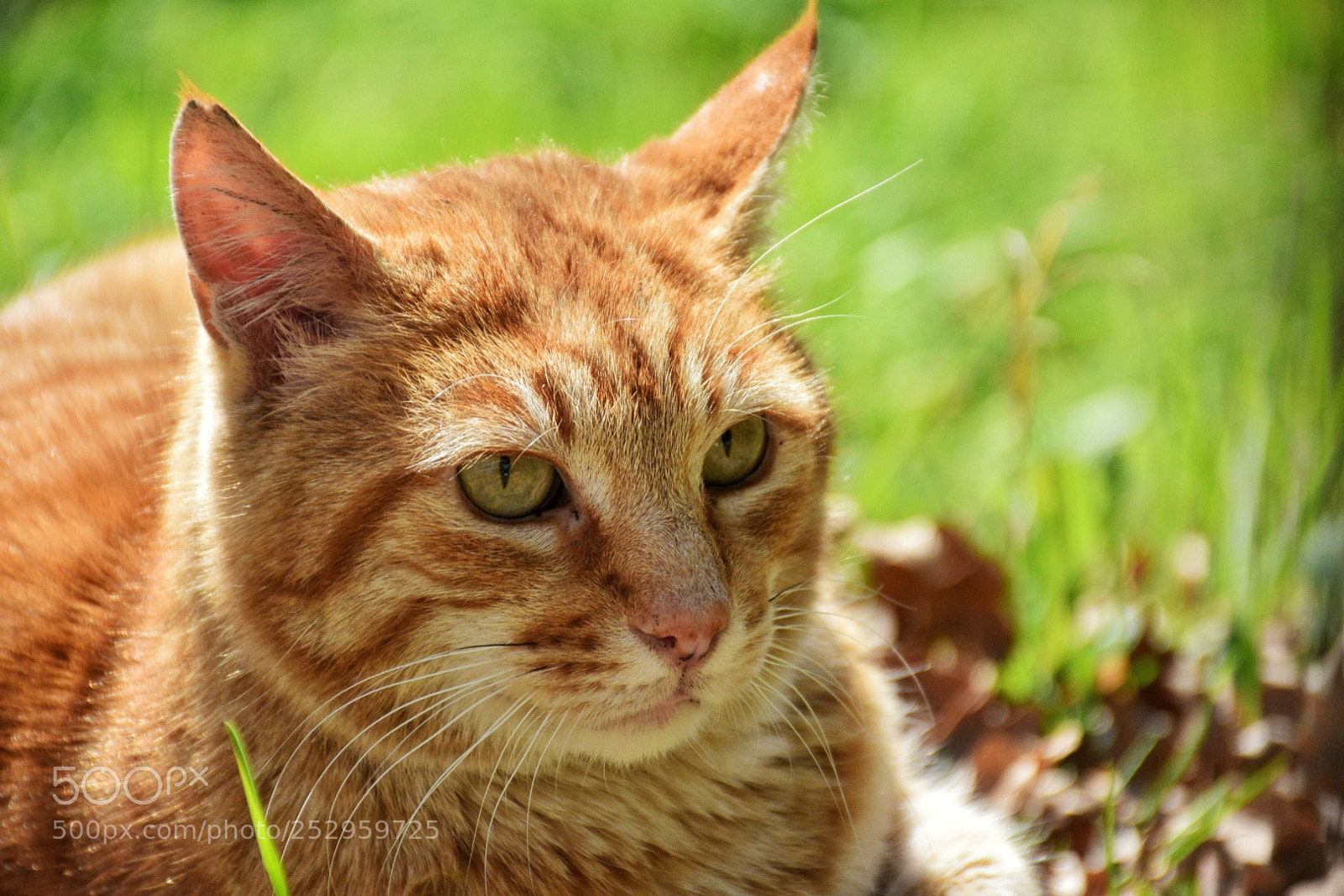 Nikon D5300 sample photo. Untitled photography