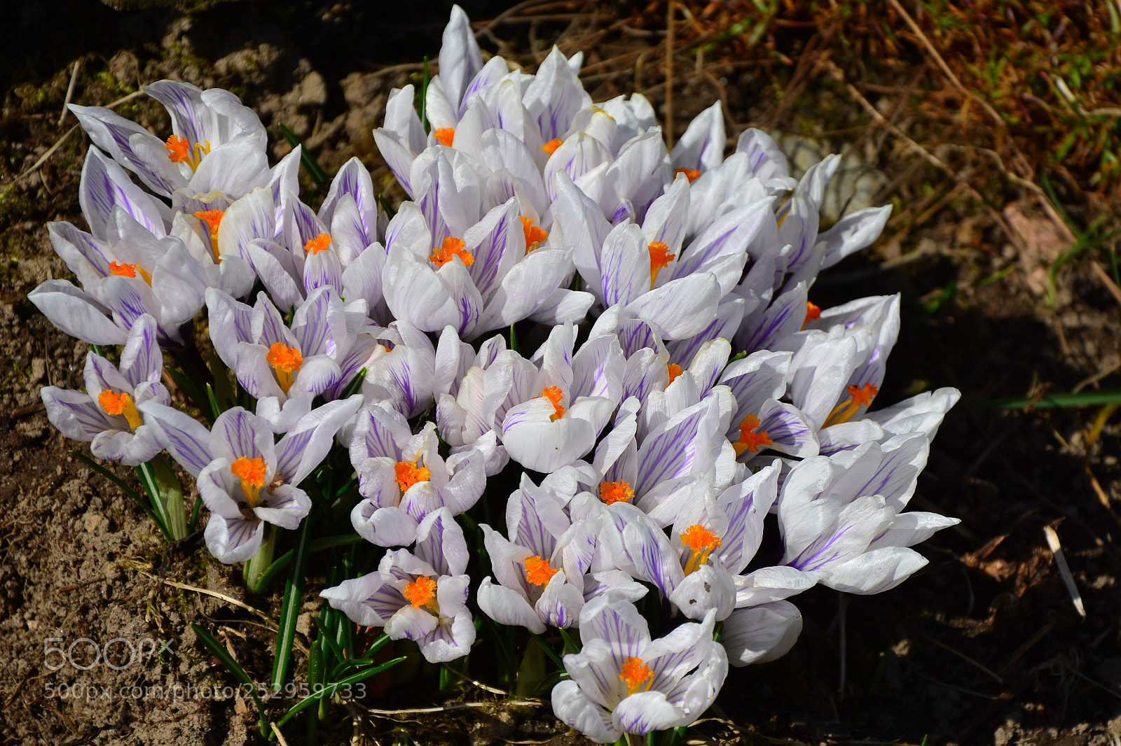 Nikon D7100 sample photo. Crocuses photography