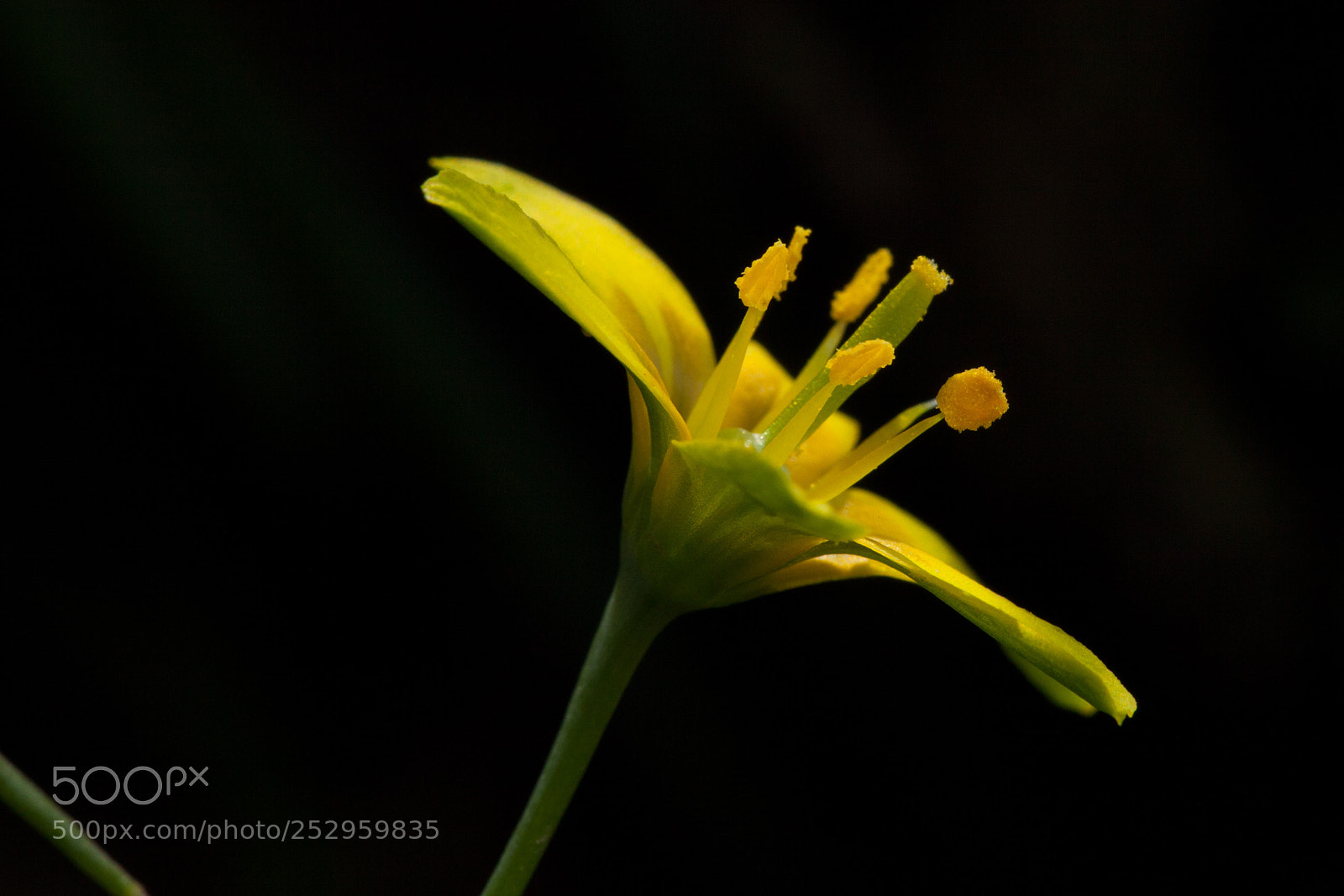 Canon EOS 5D Mark II sample photo. Spring is here photography