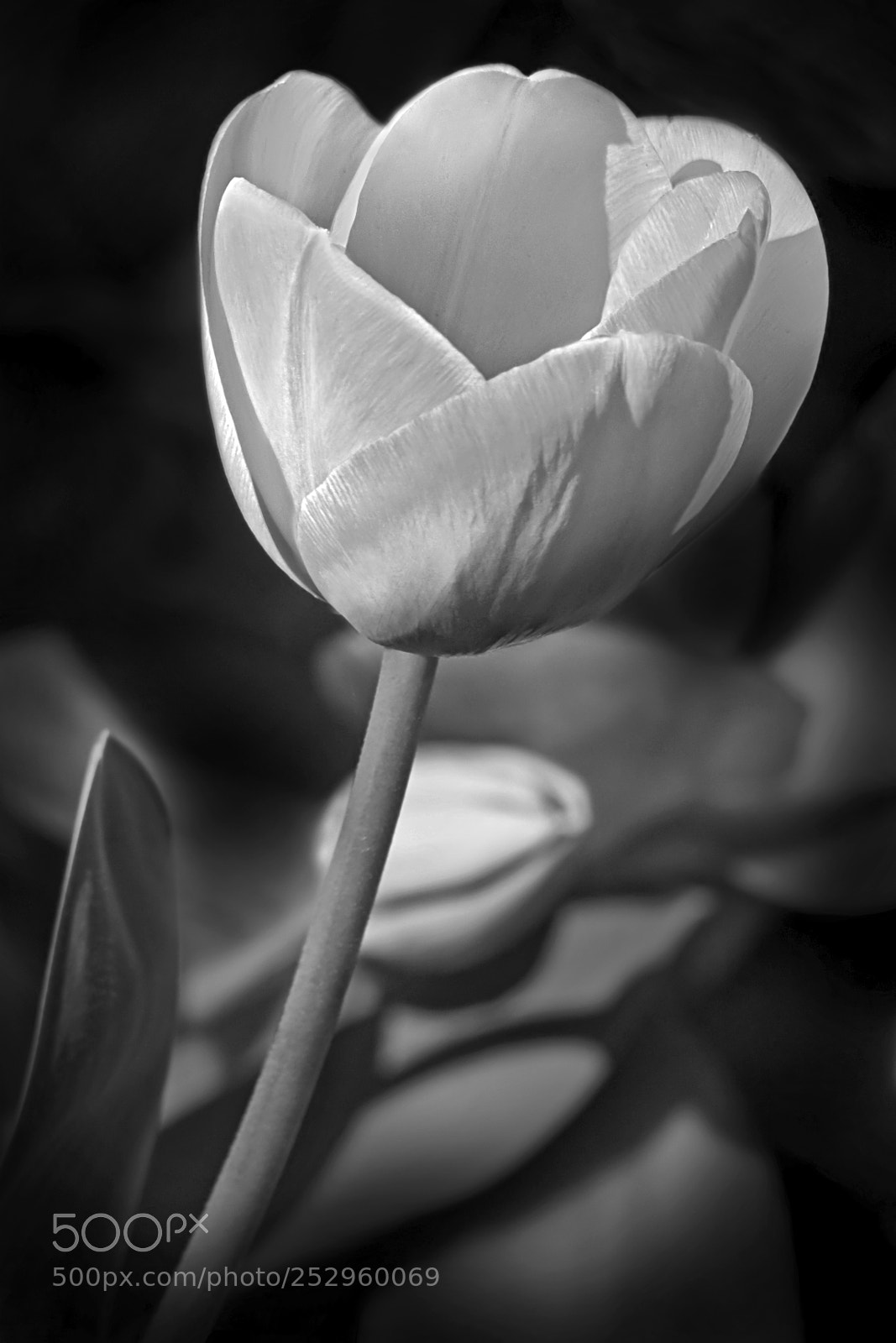 Canon EOS 1000D (EOS Digital Rebel XS / EOS Kiss F) sample photo. Tulip study photography