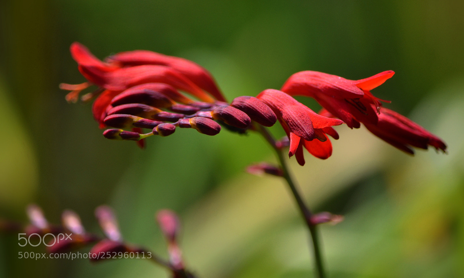 Nikon D7000 sample photo. Словно волшебная птица в алом оперении... photography
