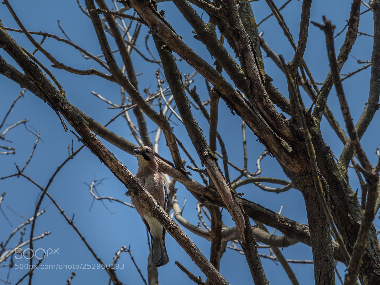 Canon EOS 1300D (EOS Rebel T6 / EOS Kiss X80) sample photo. Camouflaged jay bird photography