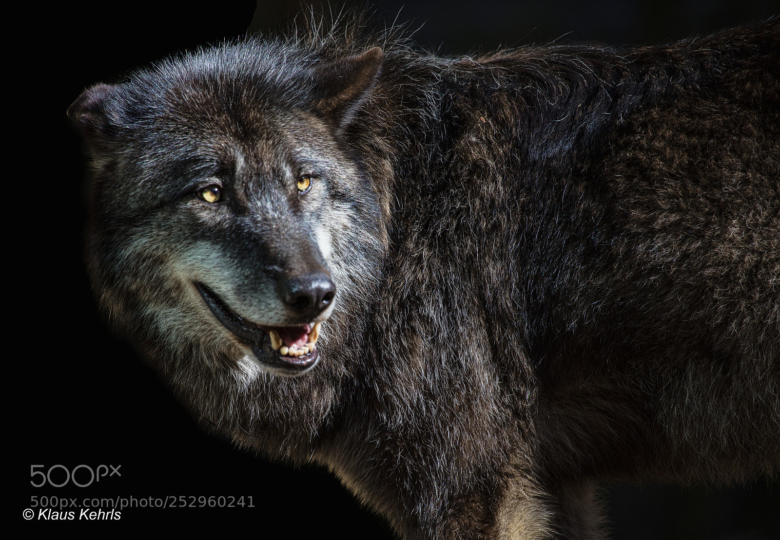 Canon EOS 5DS R sample photo. Wolf photography