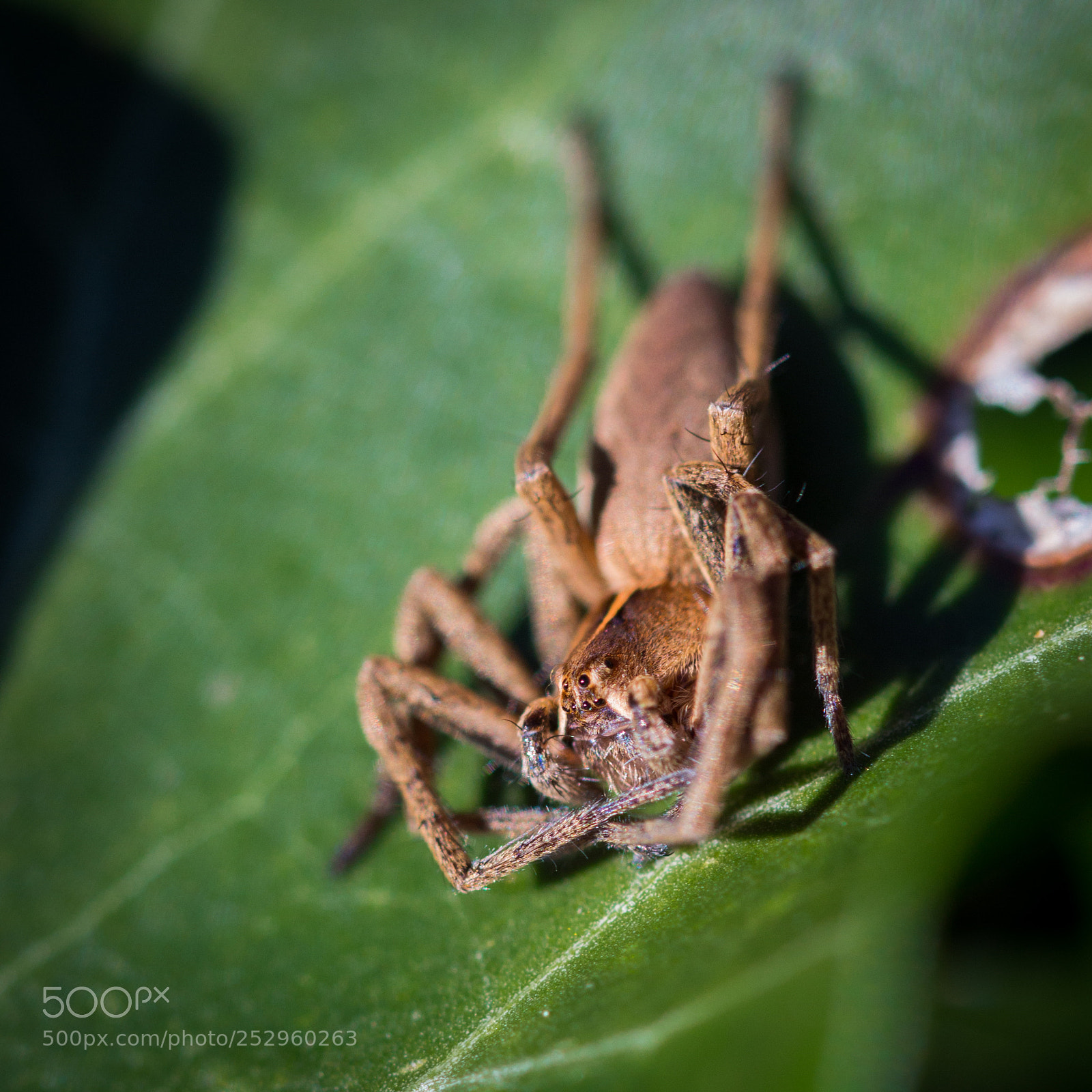 Canon EOS 650D (EOS Rebel T4i / EOS Kiss X6i) sample photo. Spider photography