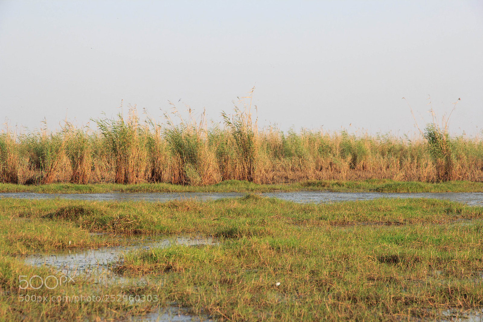 Canon EOS 60D sample photo. Img photography