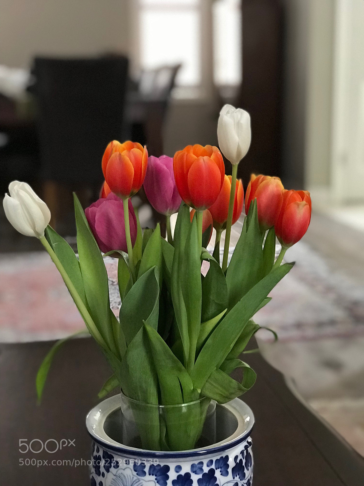 Apple iPhone 7 Plus sample photo. Untitled photography
