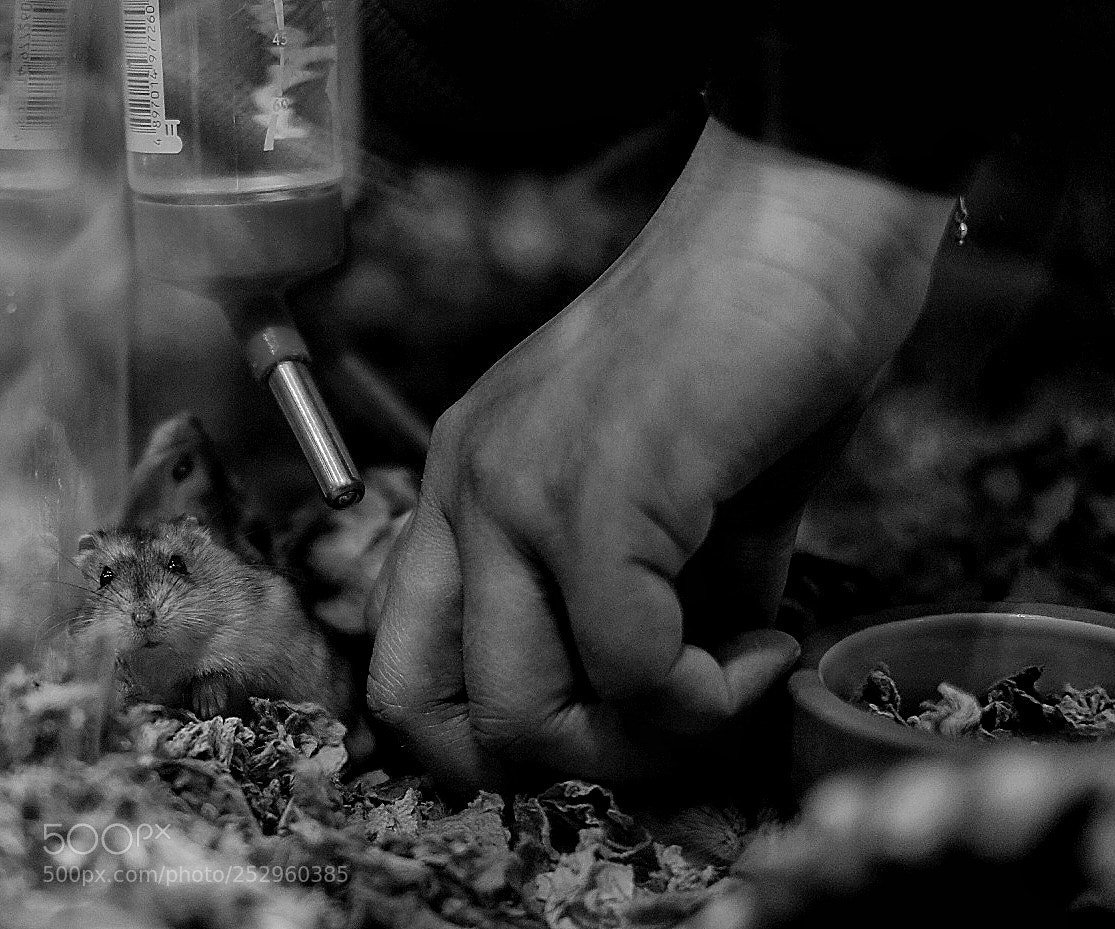 Fujifilm X-T20 sample photo. Who is next? photography