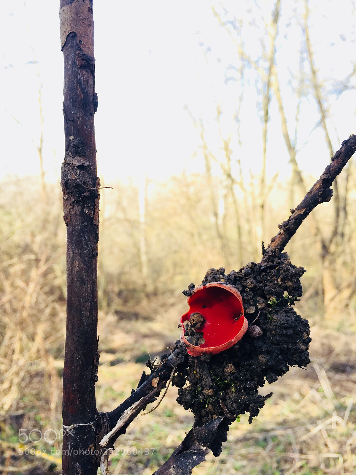 Apple iPhone 6 Plus sample photo. Spring mode photography