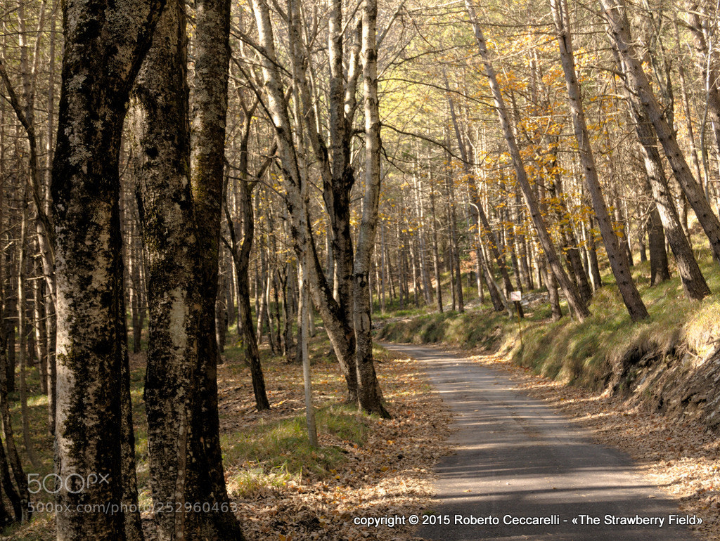 Panasonic Lumix DMC-LX100 sample photo. Monte carpegna - la photography