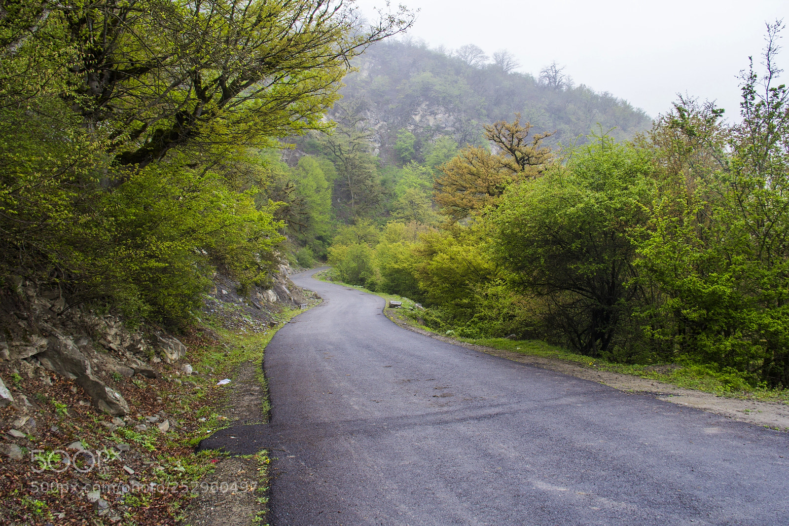 Canon EOS 60D sample photo. Alimestan jungles photography