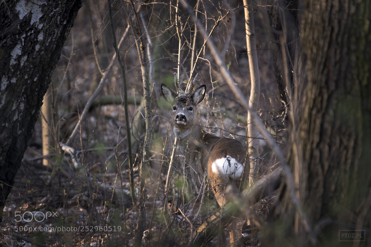 Nikon D7500 sample photo. 073 into the wild photography