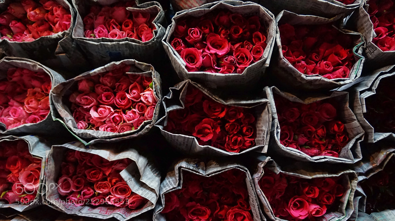 Sony Alpha a5000 (ILCE 5000) sample photo. Bed of roses photography