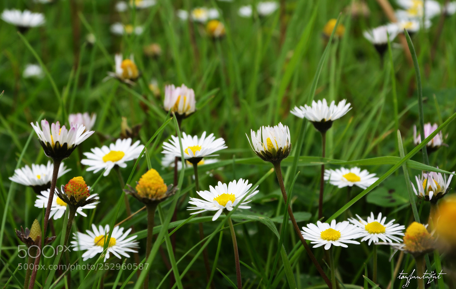 Nikon D5200 sample photo. Daisy photography