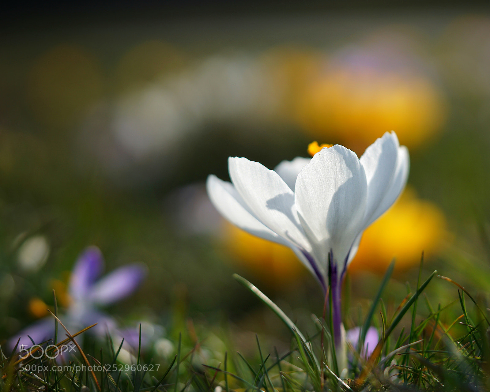 Sony a6000 sample photo. In the sunshine photography