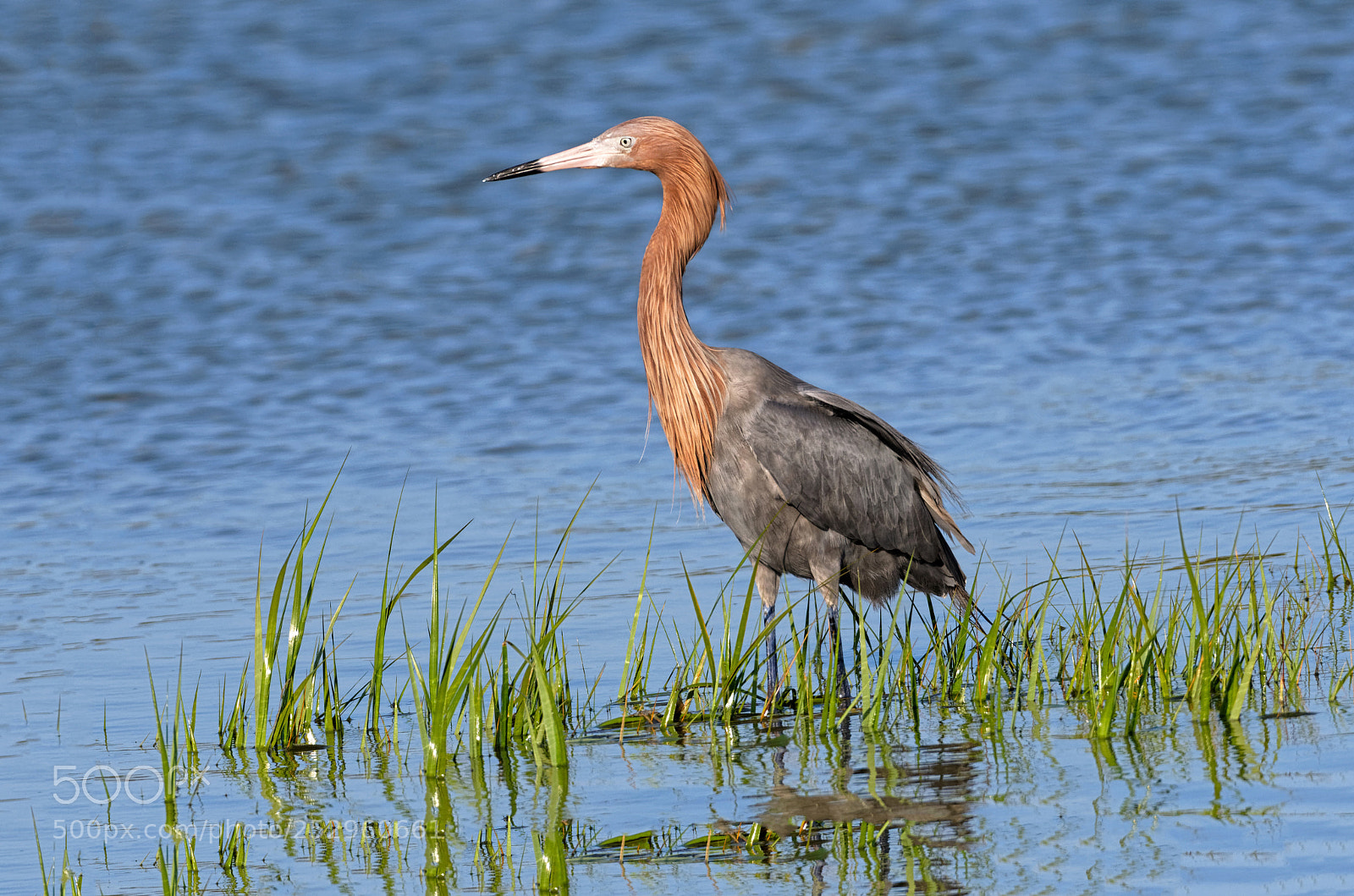Nikon D500 sample photo. Redish egret photography