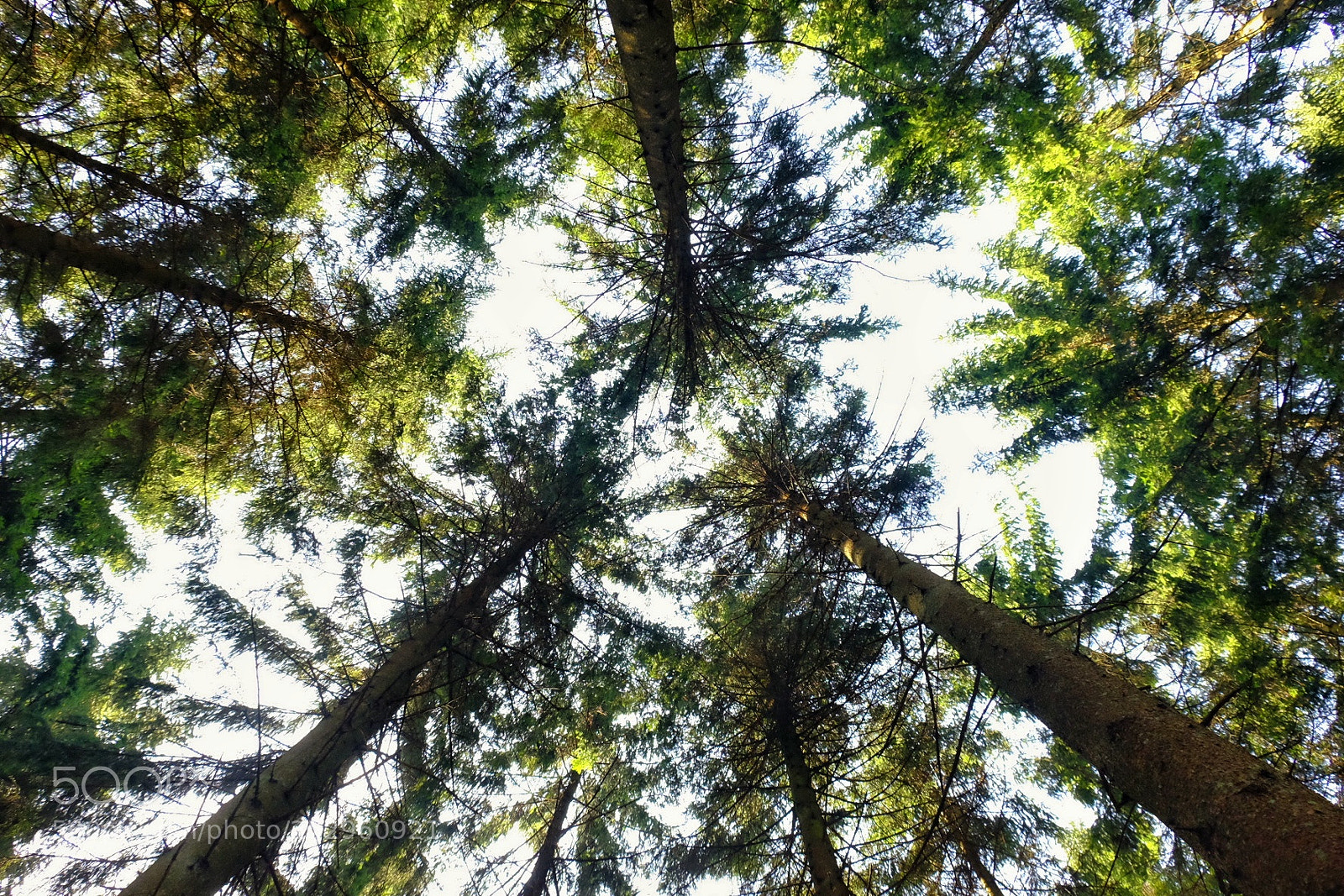 Fujifilm X-T10 sample photo. Trees from below photography