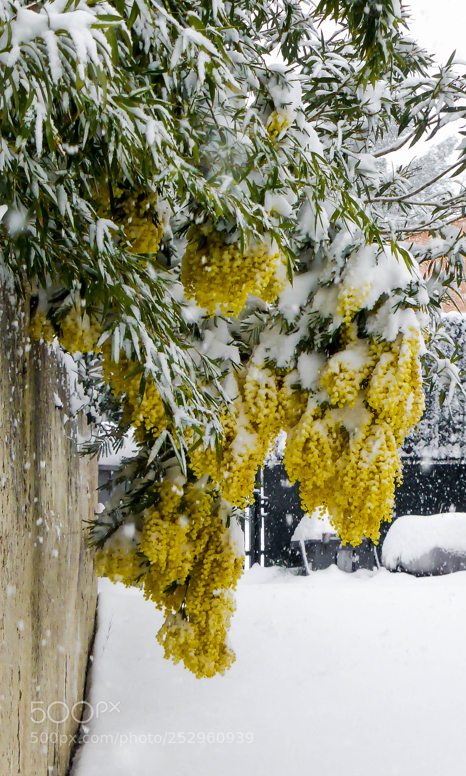 Panasonic Lumix DMC-ZS30 (Lumix DMC-TZ40) sample photo. Mimosa sous la neige photography