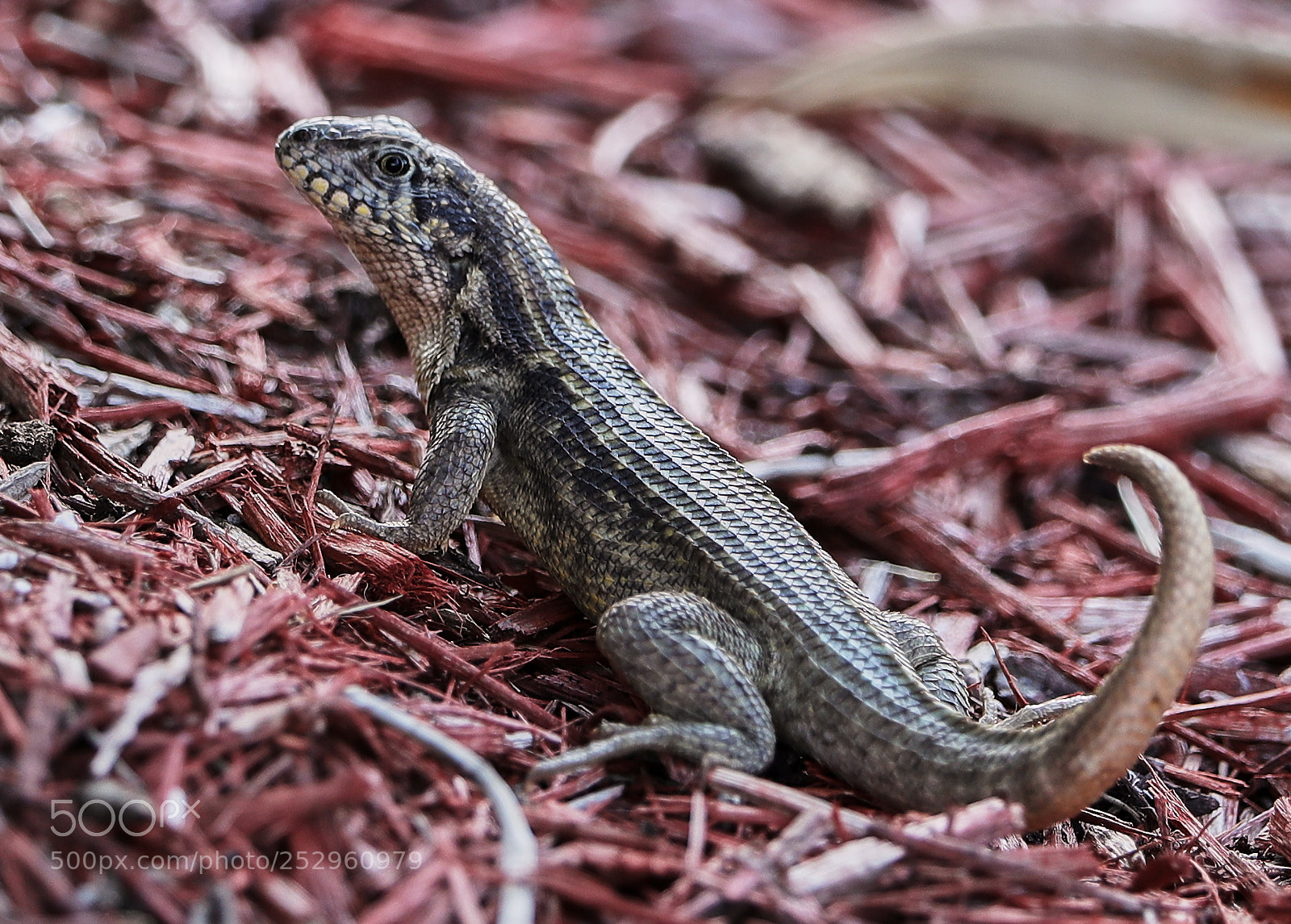 Canon EOS-1D X Mark II sample photo. 04-09-18-0011274.jpg photography