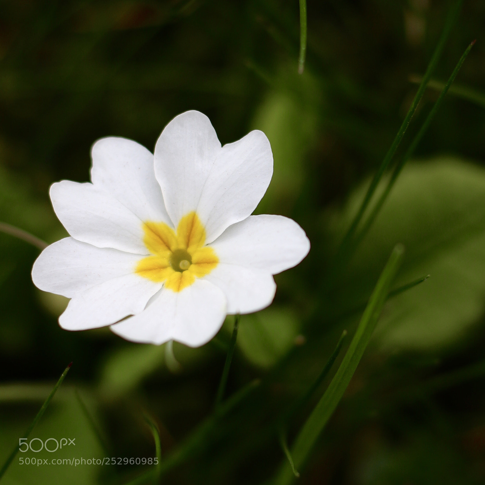 Canon EOS 100D (EOS Rebel SL1 / EOS Kiss X7) sample photo. Pétales... photography