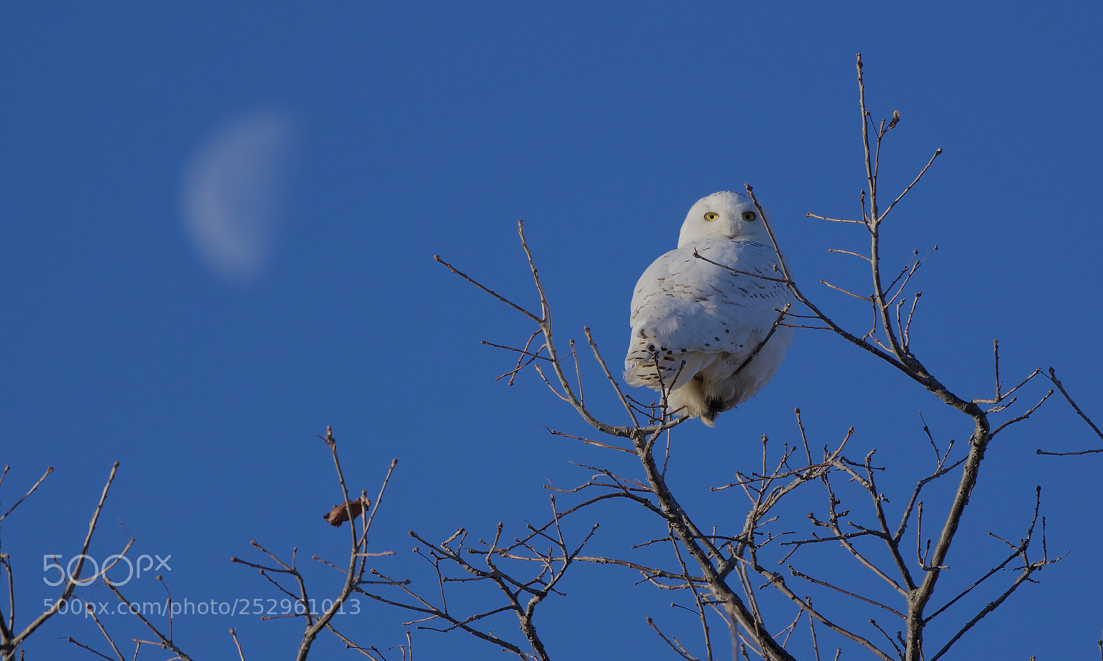 Nikon D500 sample photo. Snowy and moon photography