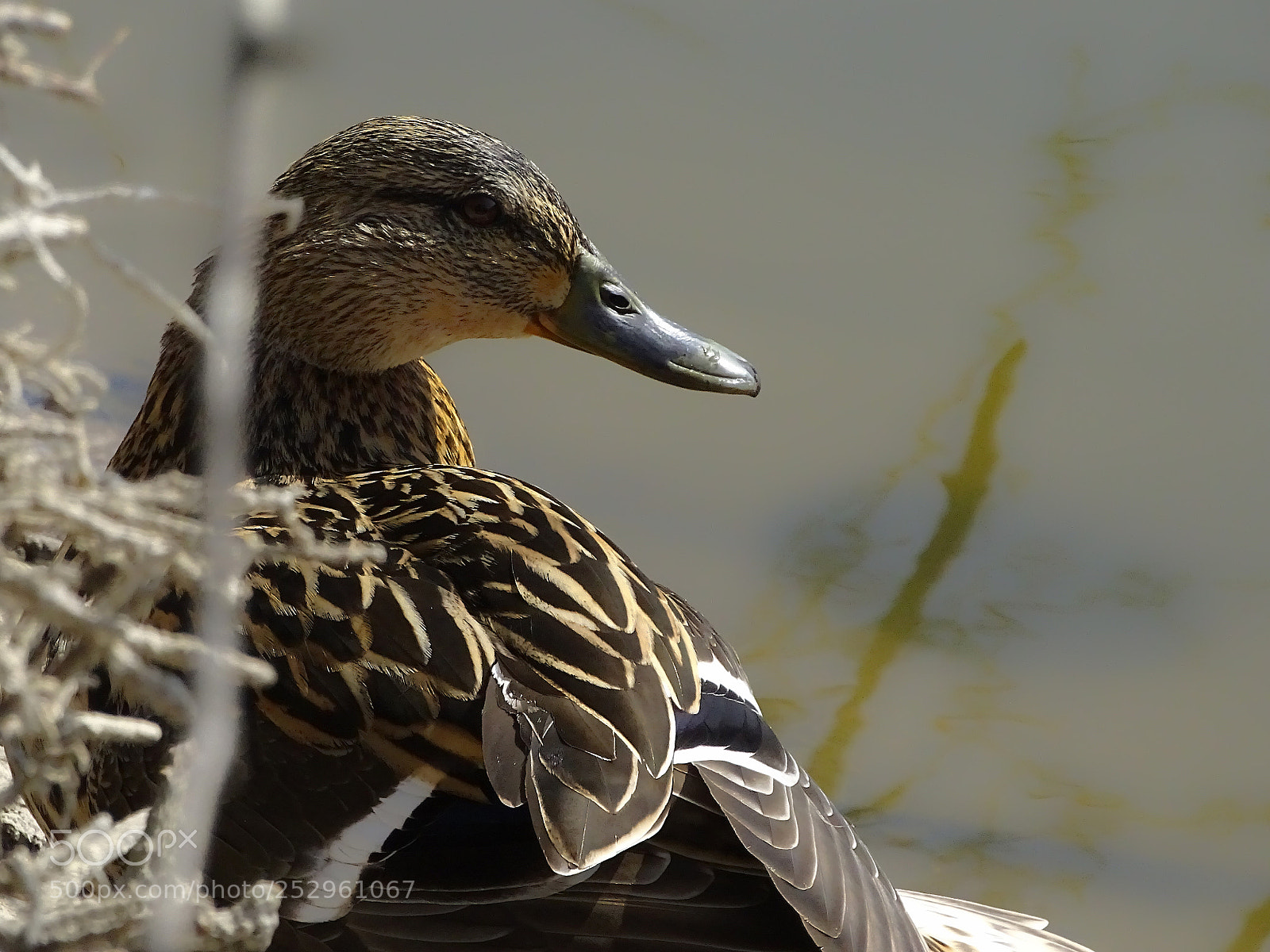 Sony Cyber-shot DSC-HX400V sample photo. Duck photography