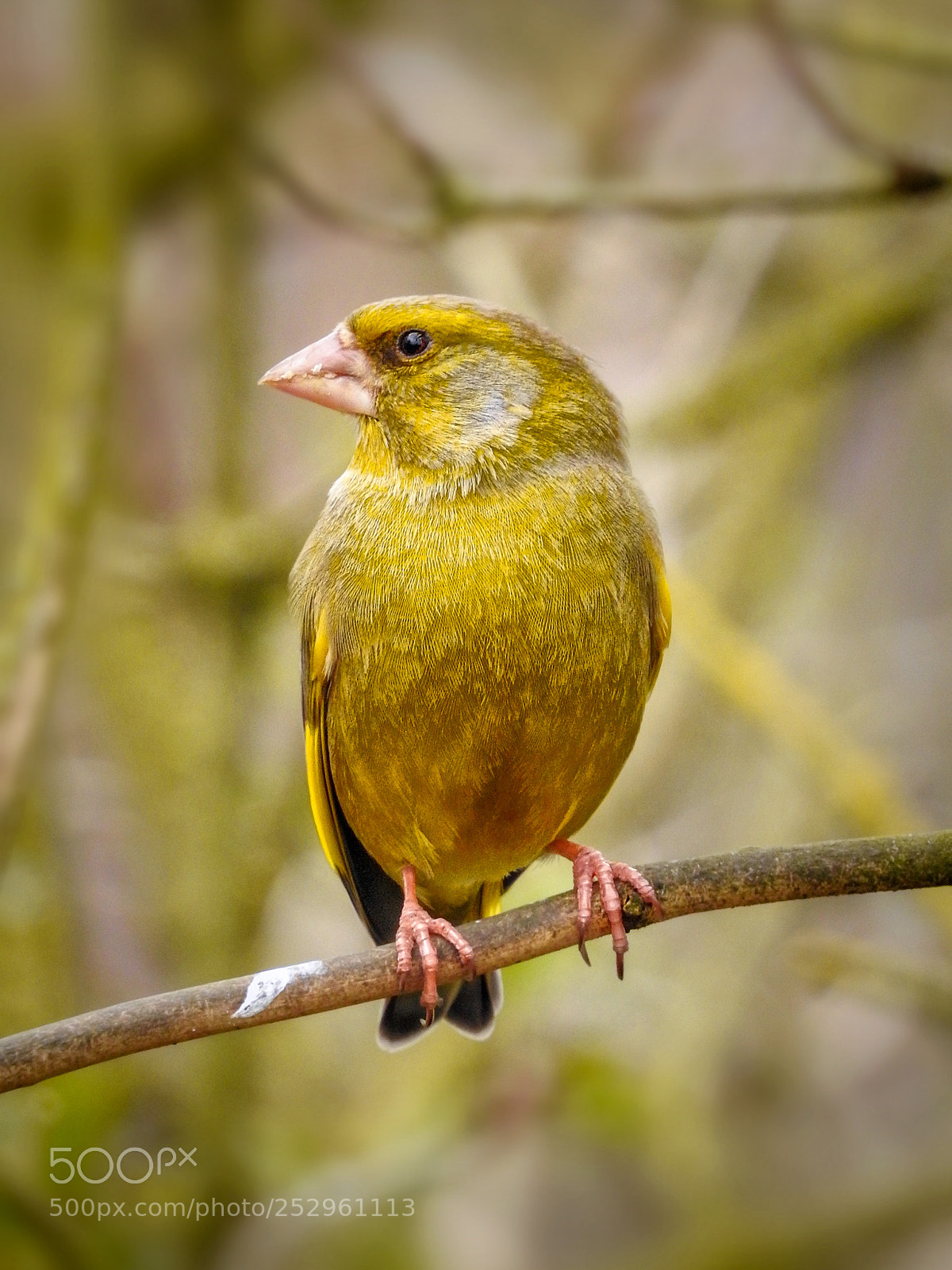 Nikon Coolpix P900 sample photo. Greenfinch photography