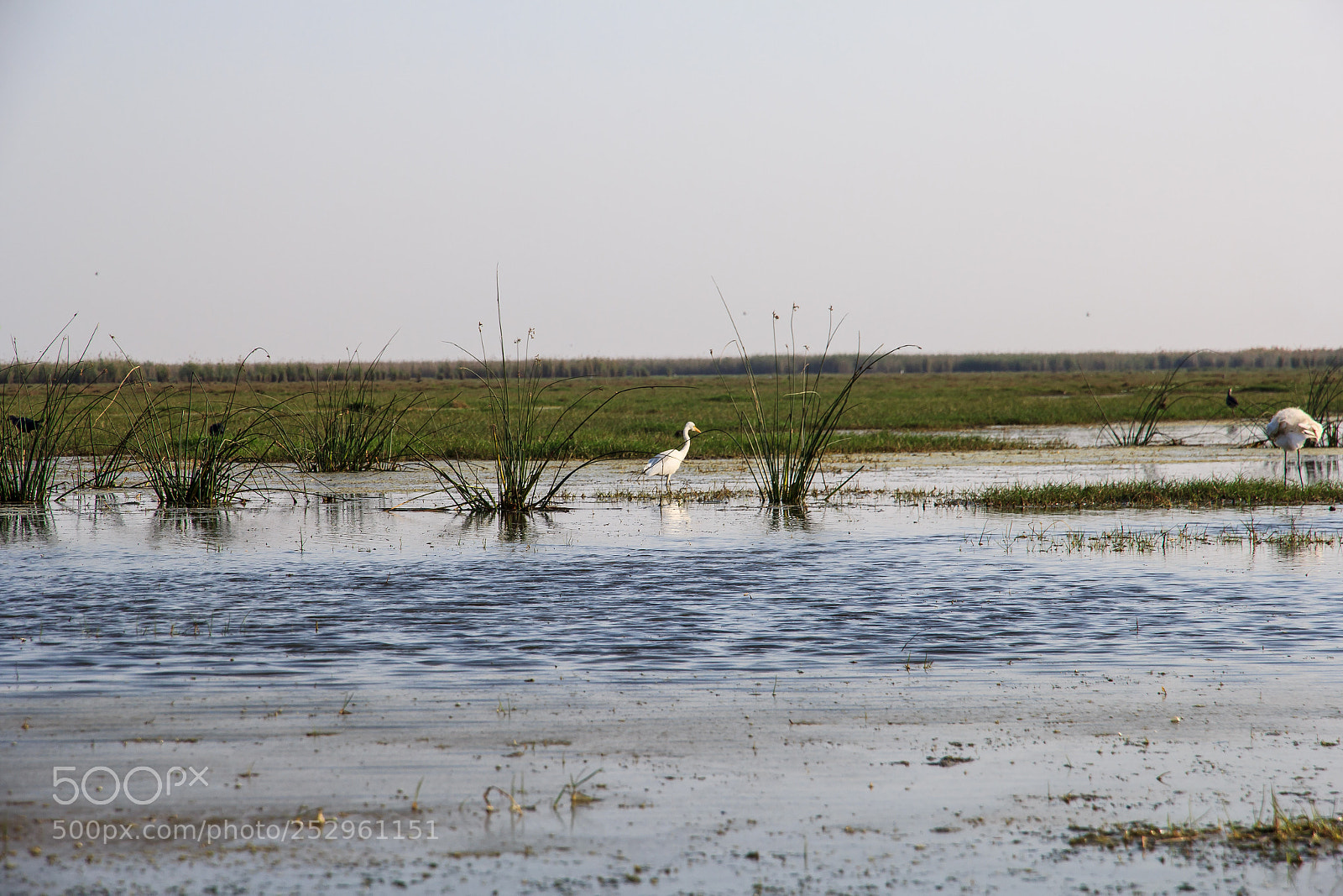 Canon EOS 60D sample photo. Img photography