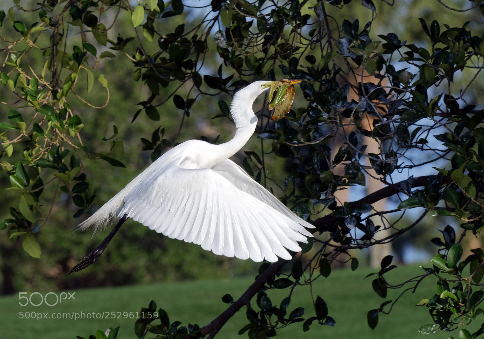 Nikon D500 sample photo. Egret with nesting material photography