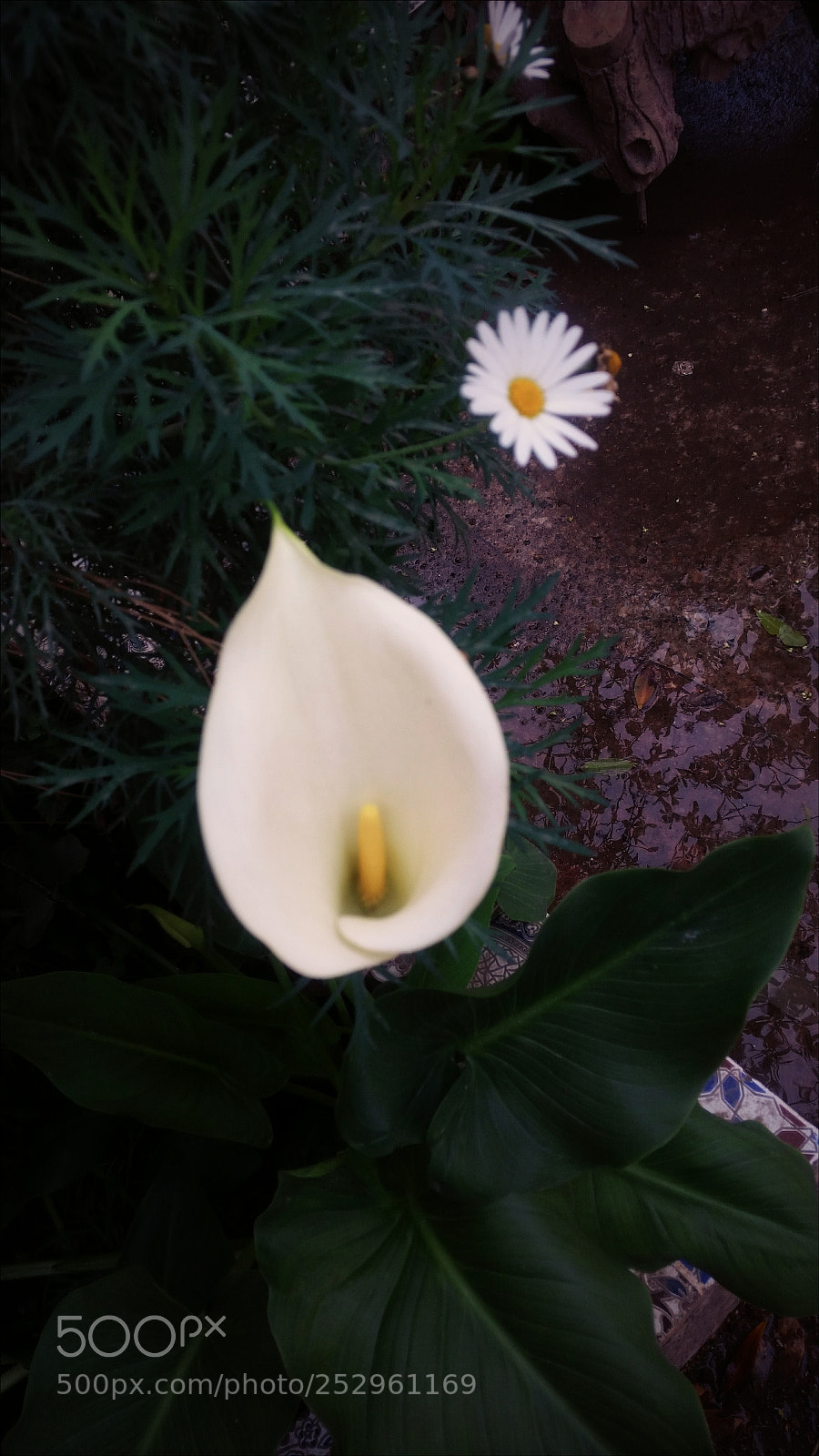 Samsung Galaxy S5 sample photo. Untitled photography