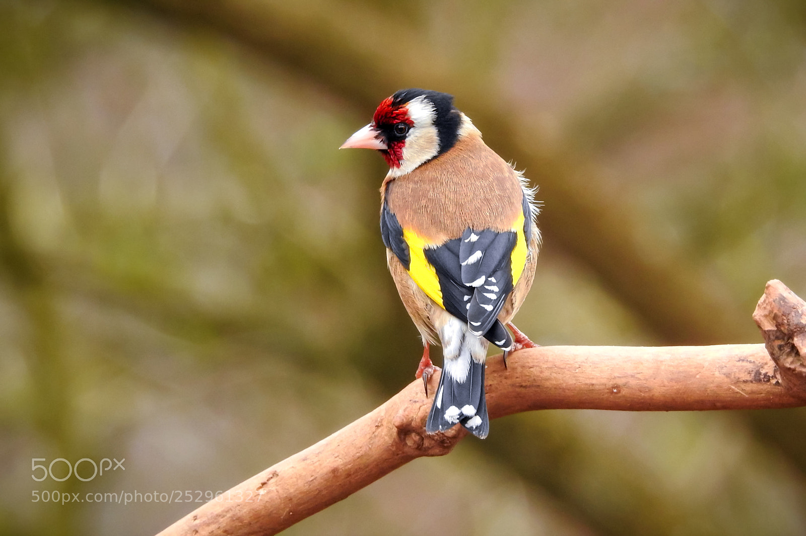 Nikon Coolpix P900 sample photo. Goldfinch photography