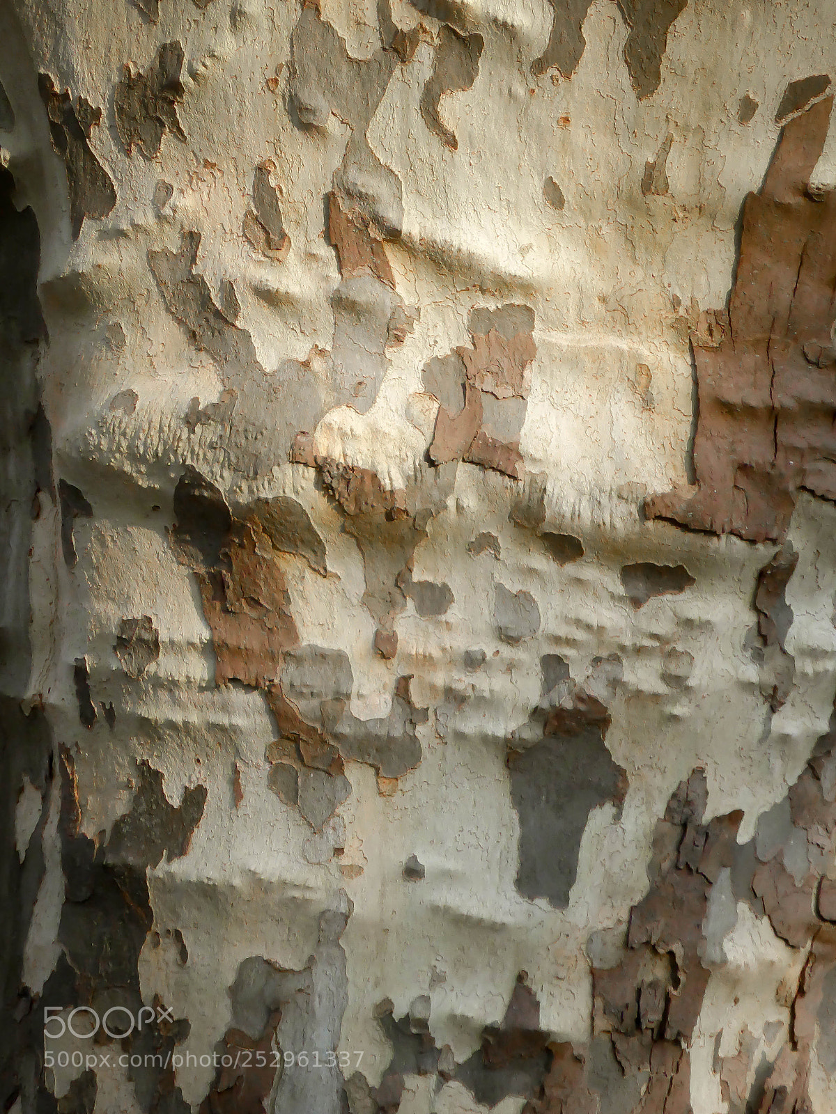 Panasonic Lumix DMC-ZS30 (Lumix DMC-TZ40) sample photo. Plane tree bark photography