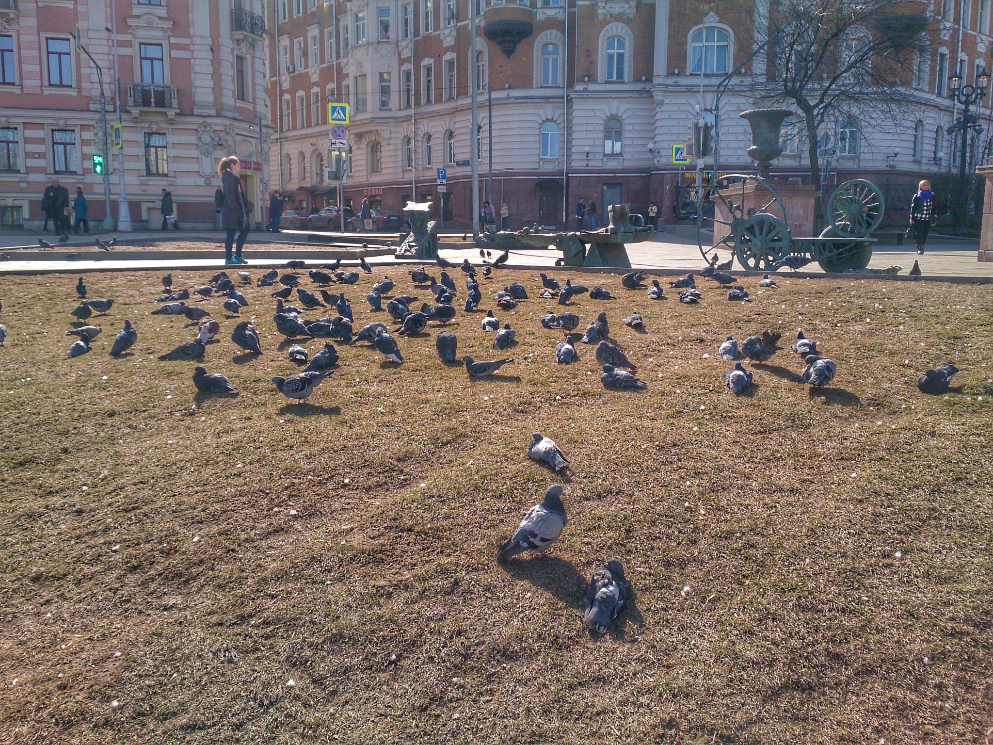 Sony Xperia ZR sample photo. Голуби  photography